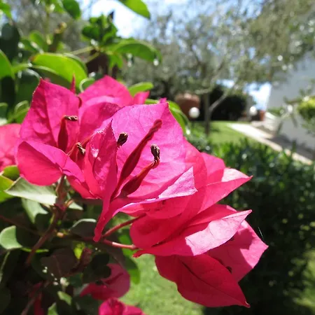 Apartament Baia Di Portu Frailis